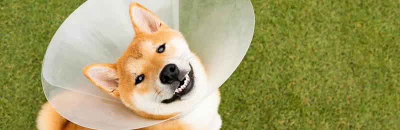 狗狗绝育 Dog sterilization1
