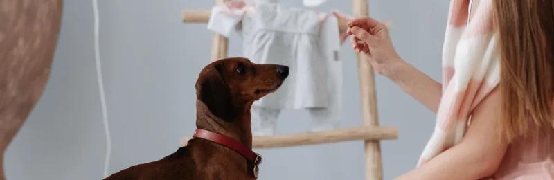 训狗 Dog training