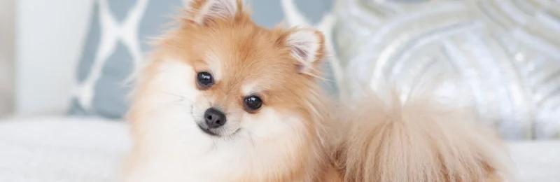 狗狗 Dogs