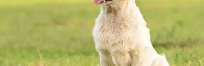 狗狗生气 Dogs get angry1