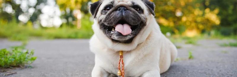 狗狗尿尿 Dogs pee