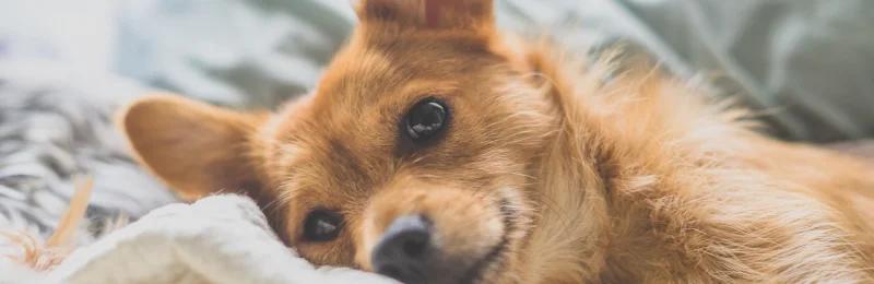 狗狗安全感 Dog