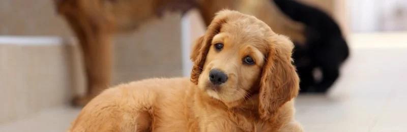 狗狗乱尿 Dogs urinate randomly