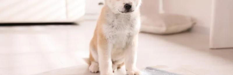 狗狗乱尿 Dogs urinate randomly