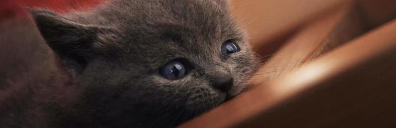 英短猫 English short cat