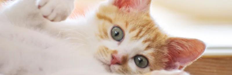 猫传腹 Feline transmission