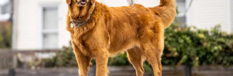 金毛犬 Golden Retriever