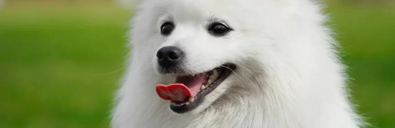 Japanese Spitz 日本银狐