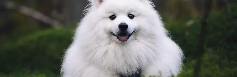 银狐犬 Japanese Spitz