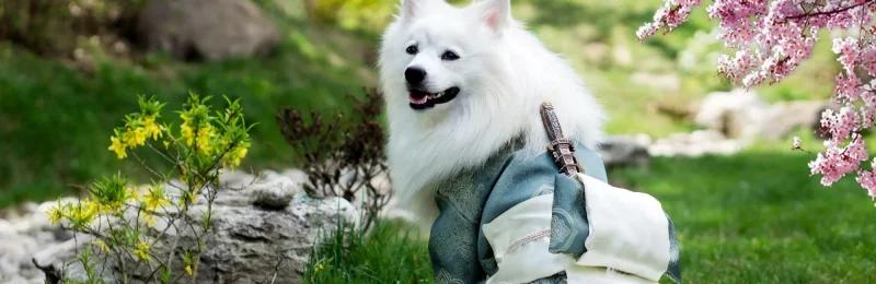 日本银狐犬 日本狐狸犬、日本尖嘴犬 Japanese Spitzbn