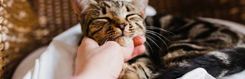 猫咪换牙 Kitten changing teeth