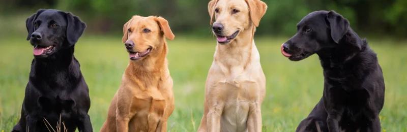 拉布拉多犬 Labrador dog