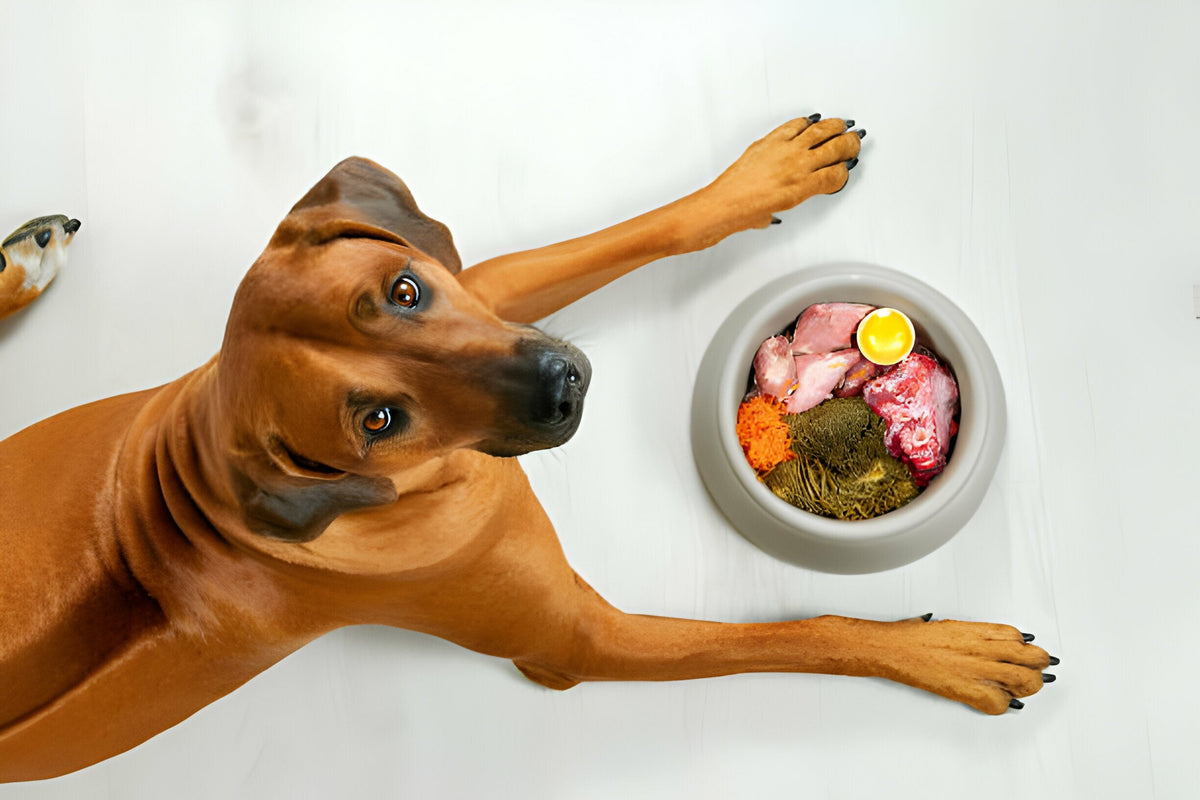 狗狗饮食误区 Misunderstandings in Dog Diet
