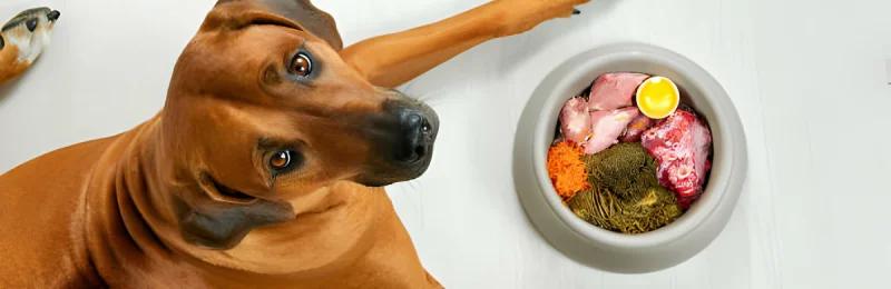 狗狗饮食误区 Misunderstandings in Dog Diet