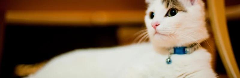 蒙奇金猫 Munchkin Cat
