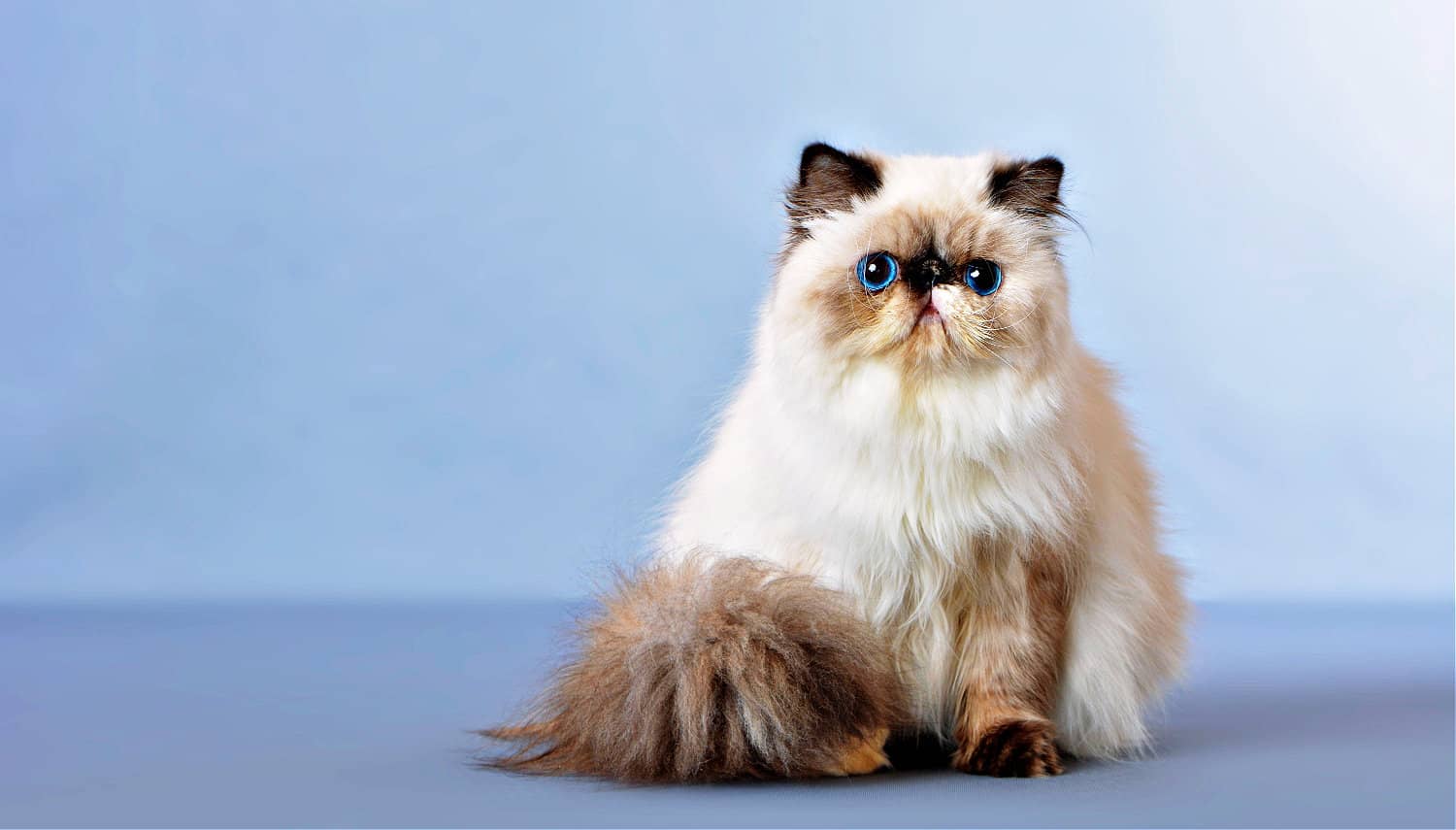 波斯猫 Persian cat
