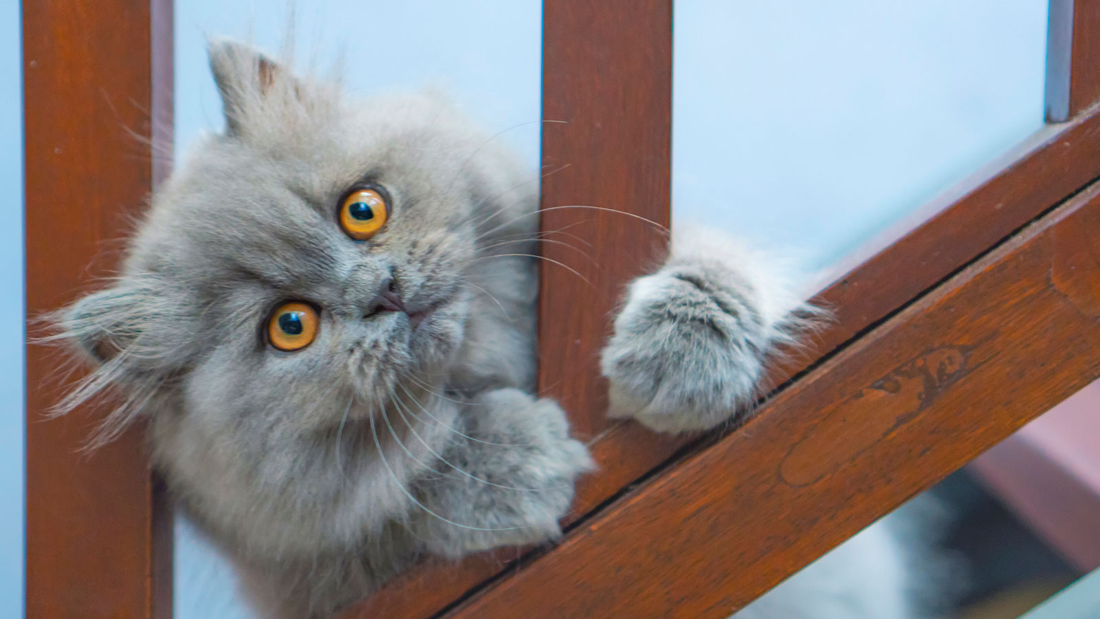 波斯猫 Persian cat1