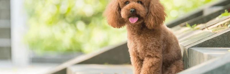 贵宾犬 Poodle