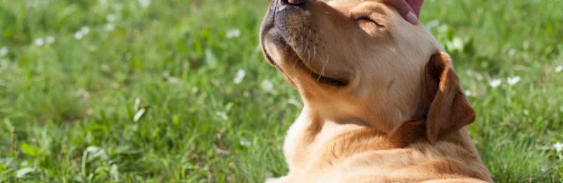 夸奖狗狗 Praising a dog