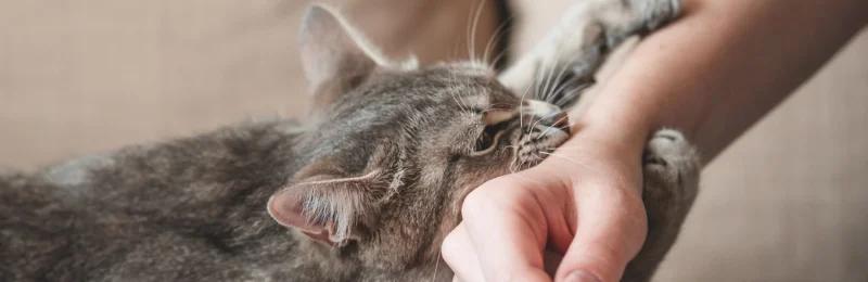 被猫抓伤 Scratched by a domestic cat