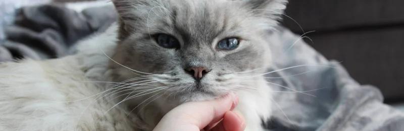 猫咪饮食禁忌 Taboos for Cat Diet