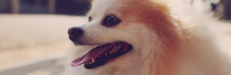 pomeranian