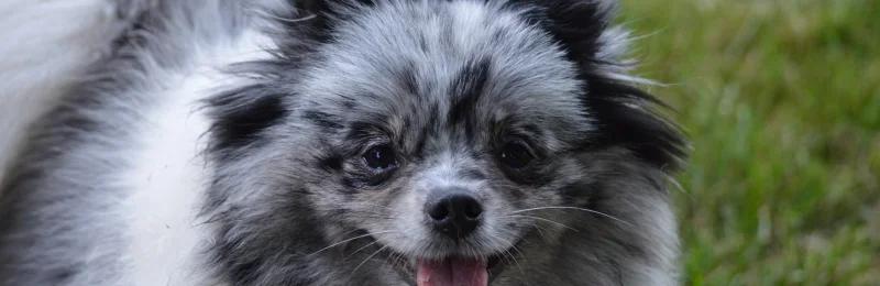 pomeranian
