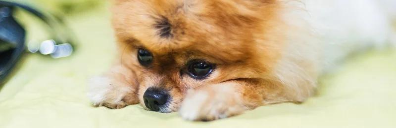 pomeranian