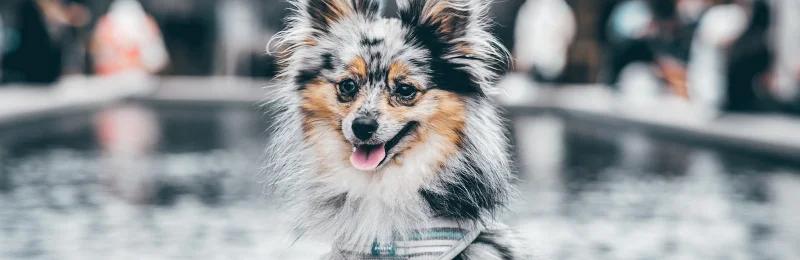 pomeranian