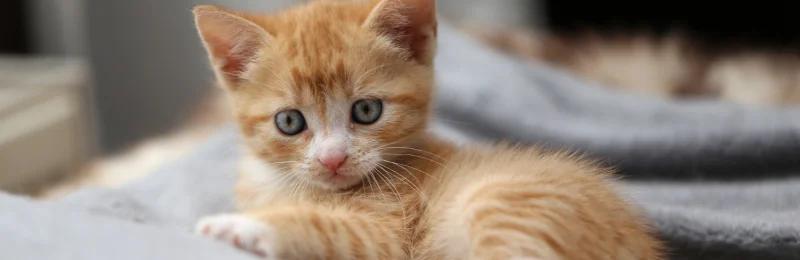 小猫 kitten