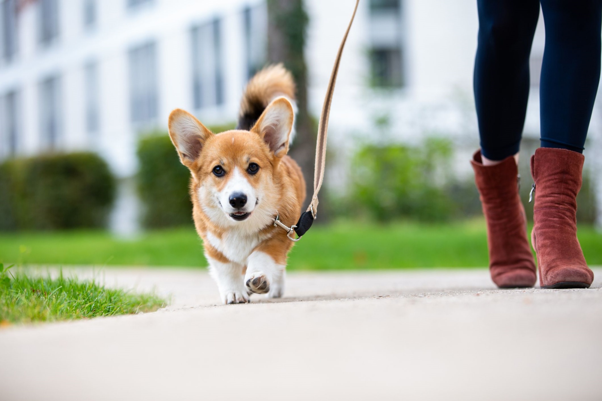 遛狗 walk a dog