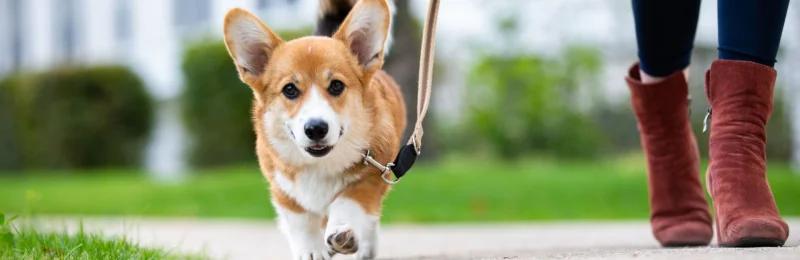 遛狗 walk a dog