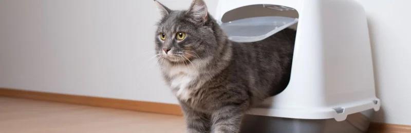 小猫拉稀 Cat diarrhea