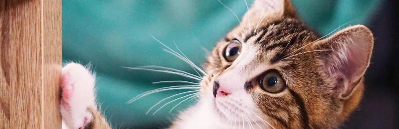猫咪寿命 Cat lifespan