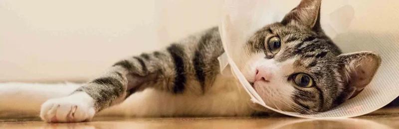 猫咪绝育 Cat sterilization