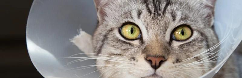 猫咪绝育 Cat sterilization