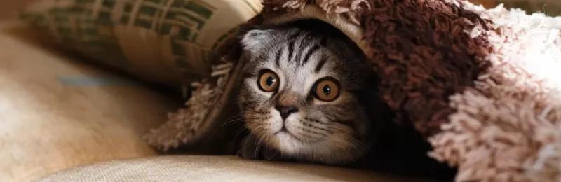 猫尿道炎 Cat urethritis