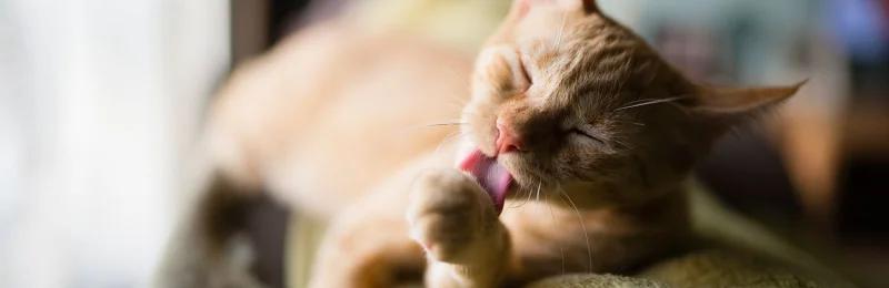 猫咪自洁 Cats self cleaning
