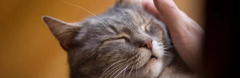 猫咪 Cats