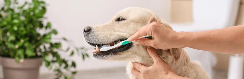 狗狗牙结石 Dog dental calculus