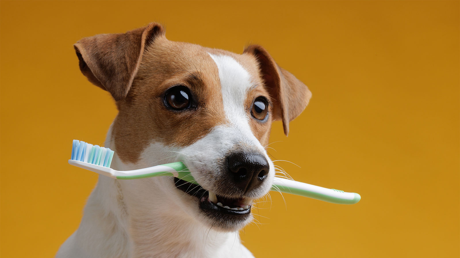 狗狗牙结石 Dog dental calculus