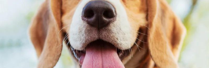 狗狗牙结石 Dog dental calculus