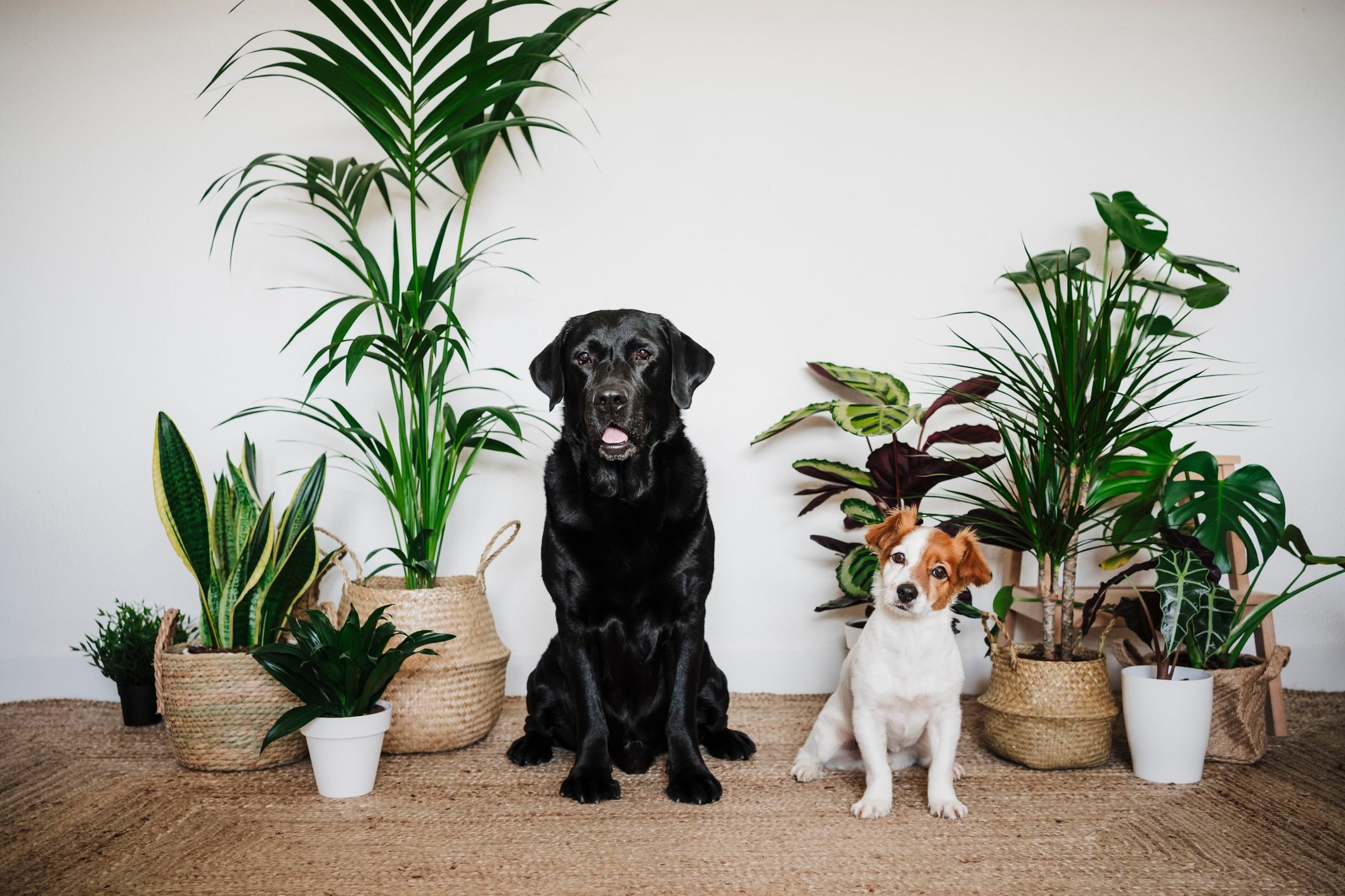 狗狗饮食 Dog diet