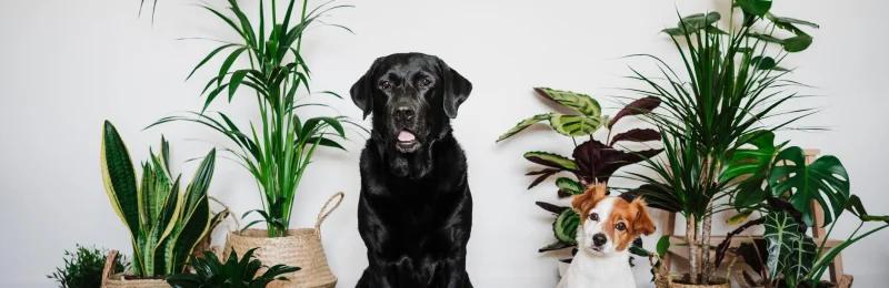 狗狗饮食 Dog diet