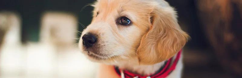 狗狗寿命 Dog lifespan