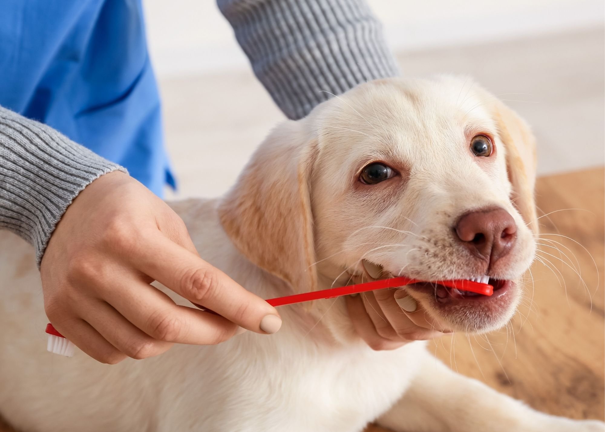 狗狗口腔健康 Dog oral health