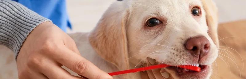 狗狗口腔健康 Dog oral health
