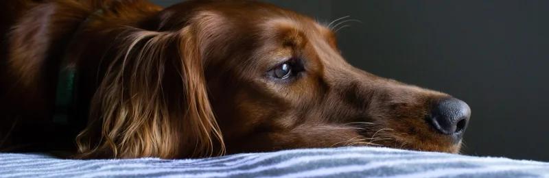 狗狗牙痛 Dog toothache