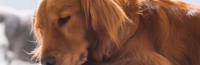 狗狗舔脚 Dogs lick their feet