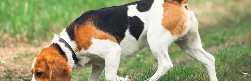 狗狗嗅觉 Dog